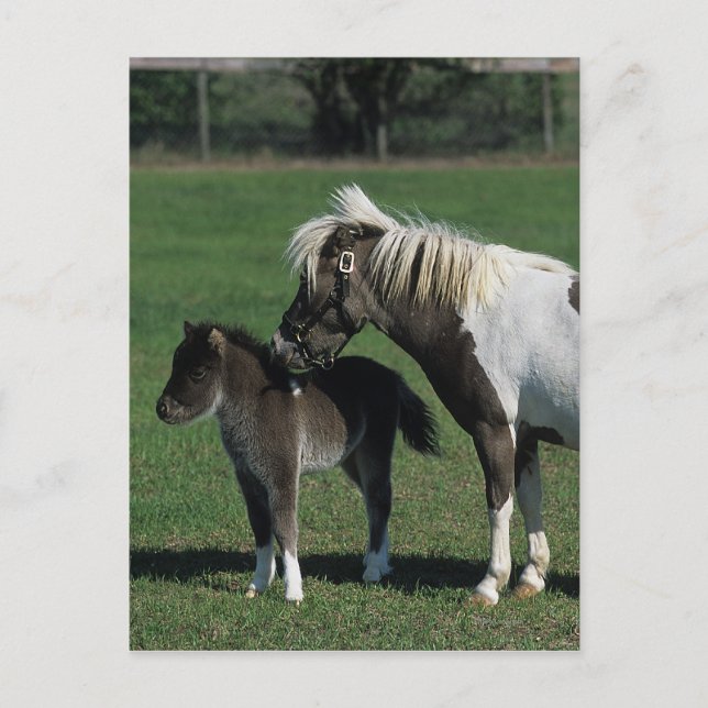 Miniature Mare & Foal Standing Postcard (Front)