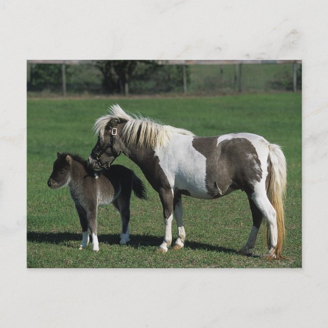 Miniature Mare & Foal Standing Postcard (Front)
