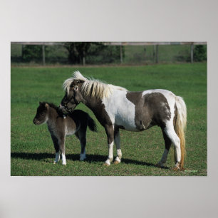 Miniature Mare & Foal Standing Poster