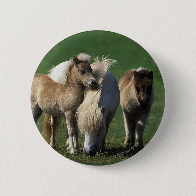 Miniature Mare & Foals 1 2 Inch Round Button (Front)
