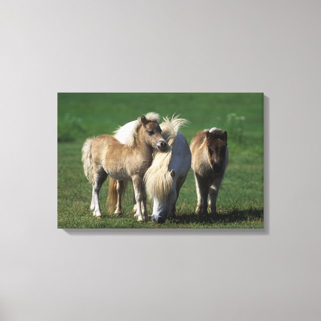 Miniature Mare & Foals 1 Canvas Print (Front)
