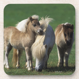 Miniature Mare & Foals 1 Coaster