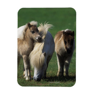 Miniature Mare & Foals 1 Magnet