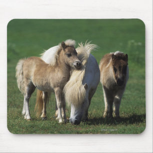 Miniature Mare & Foals 1 Mouse Pad