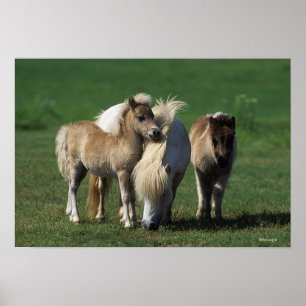 Miniature Mare & Foals 1 Poster