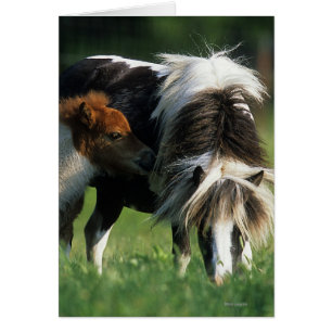 Miniature Mare & Foals 2