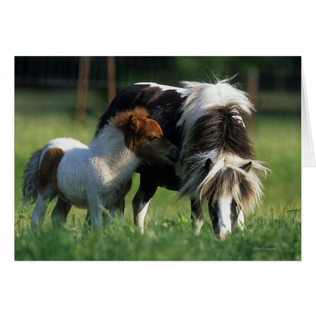 Miniature Mare & Foals 2 (Front Horizontal)