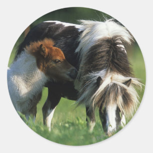 Miniature Mare & Foals 2 Classic Round Sticker