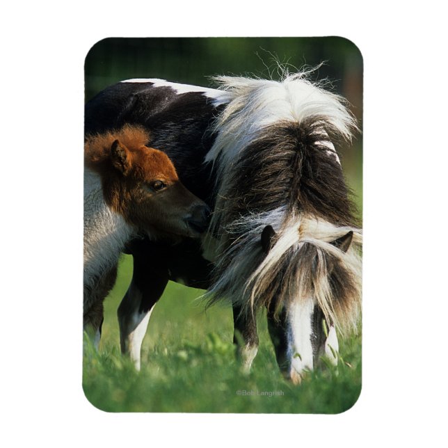 Miniature Mare & Foals 2 Magnet (Vertical)