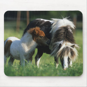 Miniature Mare & Foals 2 Mouse Pad