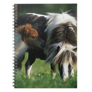 Miniature Mare & Foals 2 Notebook
