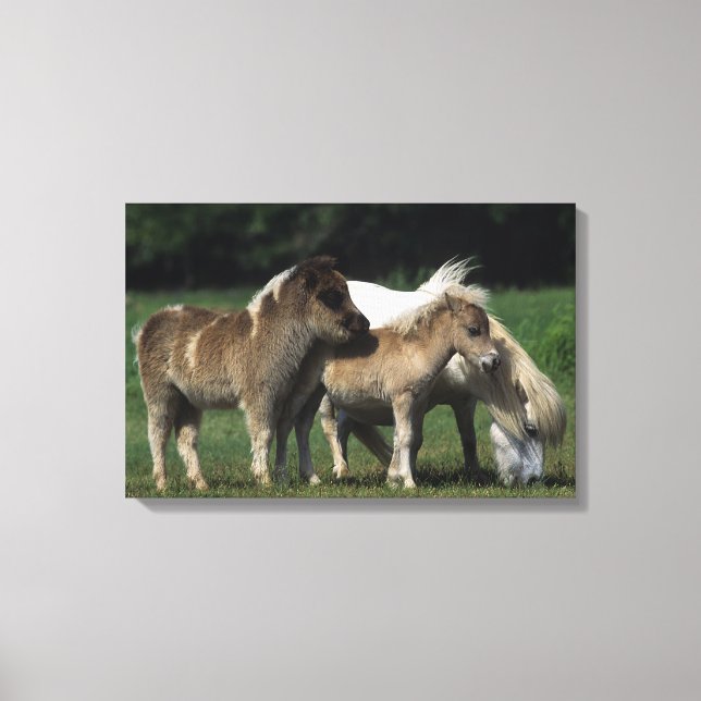 Miniature Mare & Foals 3 Canvas Print (Front)