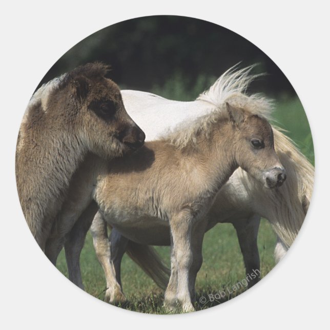 Miniature Mare & Foals 3 Classic Round Sticker (Front)