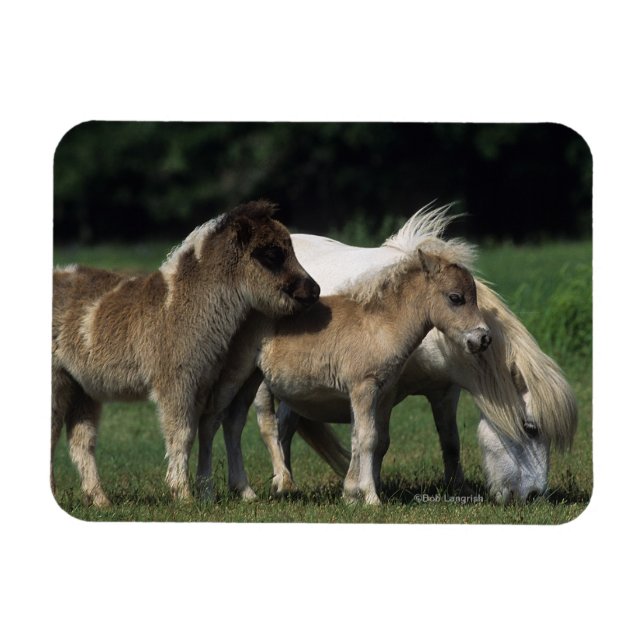 Miniature Mare & Foals 3 Magnet (Horizontal)