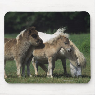 Miniature Mare & Foals 3 Mouse Pad