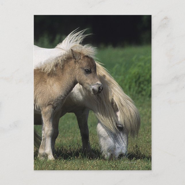 Miniature Mare & Foals 3 Postcard (Front)