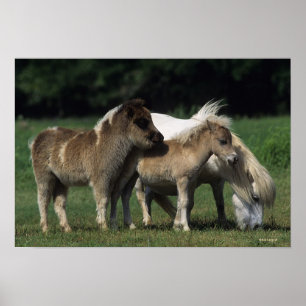 Miniature Mare & Foals 3 Poster