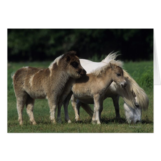 Miniature Mare & Foies 3 (Devant horizontal)