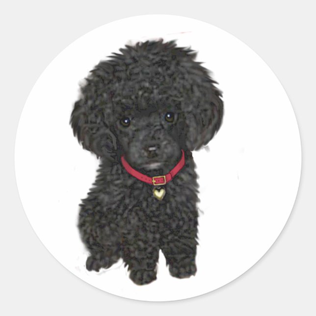 Miniature or Toy Poodle - Black 1 Classic Round Sticker (Front)