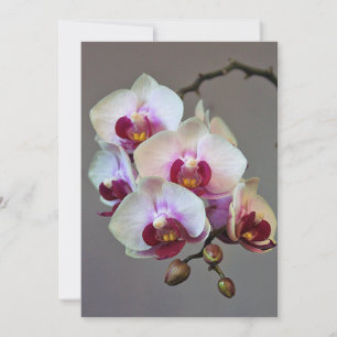 Miniature Orchid Invitation