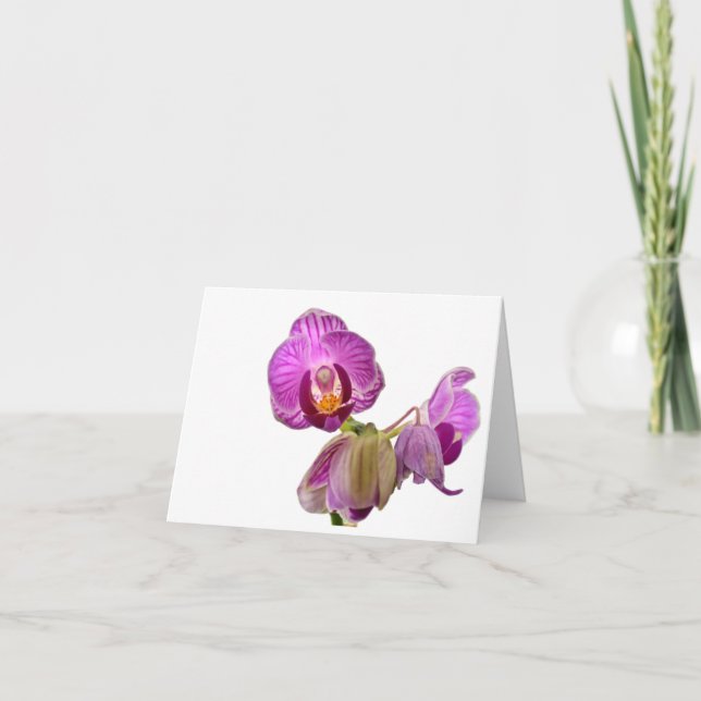 Miniature Orchid Notes (Front)