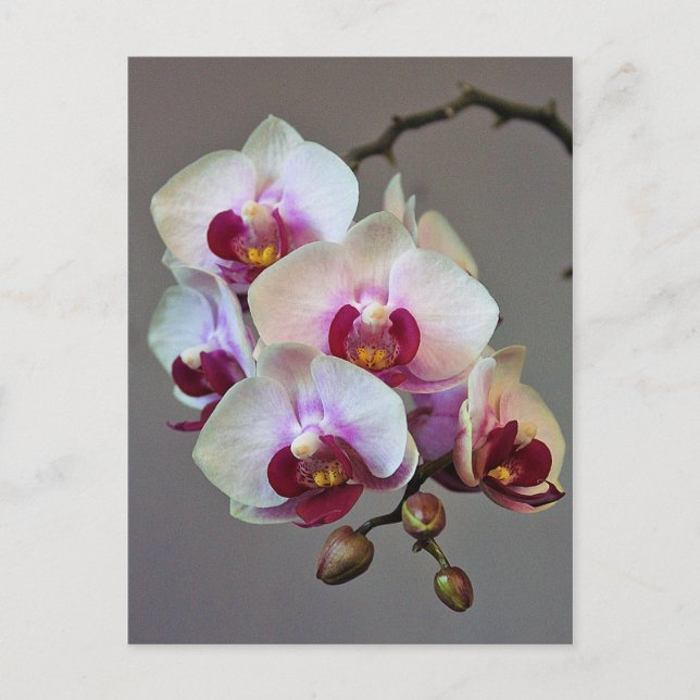 Miniature Orchid Postcard (Front)