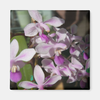miniature orchids magnet
