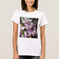 miniature orchids