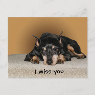 Miniature Pinscher aka Min Pin Postcard