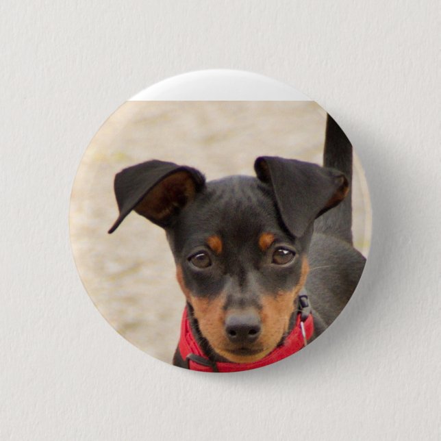 miniature-pinscher-black and rust 2 inch round button (Front)