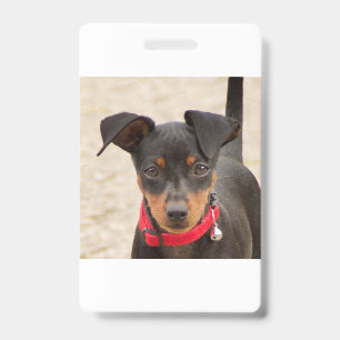 miniature-pinscher-black and rust badge