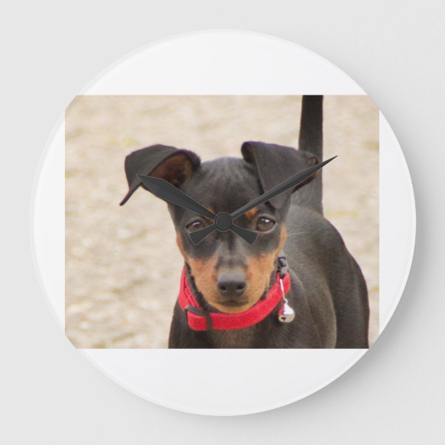 miniature-pinscher-black and rust large clock (Front)