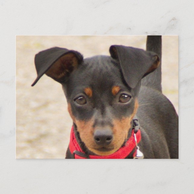 miniature-pinscher-black and rust postcard (Front)