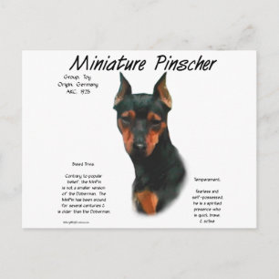 Miniature Pinscher (blk/rust) History Design Postcard