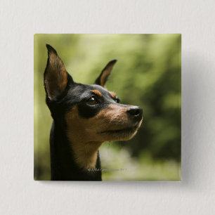 Miniature Pinscher (Min-Pin) 2 2 Inch Square Button