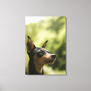 Miniature Pinscher (Min-Pin) 2 Canvas Print