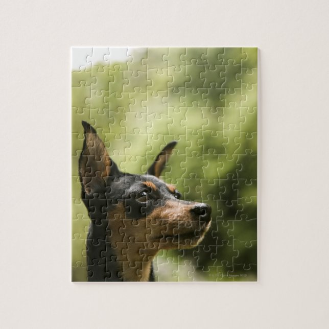 Miniature Pinscher (Min-Pin) 2 Jigsaw Puzzle (Vertical)