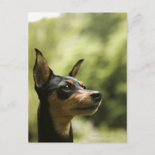 Miniature Pinscher (Min-Pin) 2 Postcard