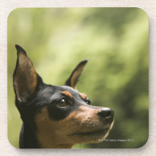 Miniature Pinscher (Min-Pin) Coaster