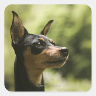 Miniature Pinscher (Min-Pin) Square Sticker
