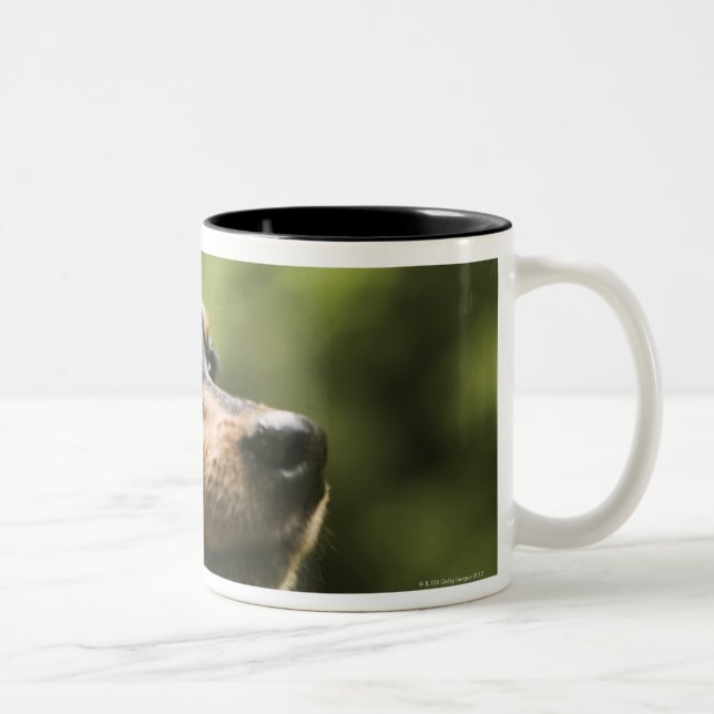 Miniature Pinscher (Min-Pin) Two-Tone Coffee Mug (Right)