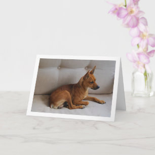 Miniature Pinscher Portrait Card