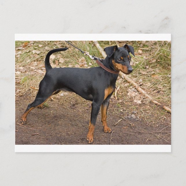 Miniature_pinscher Postcard (Front)