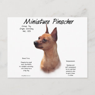 Miniature Pinscher (red) History Design Postcard
