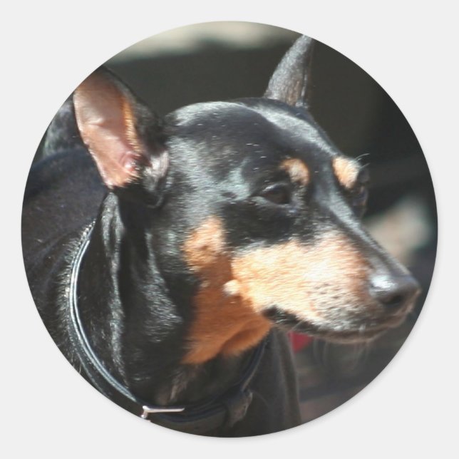 Miniature Pinscher stickers (Front)