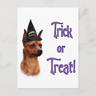 Miniature Pinscher Trick Postcard