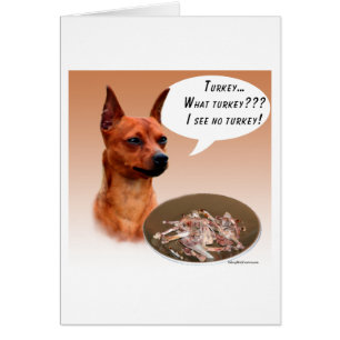 Miniature Pinscher Turquie