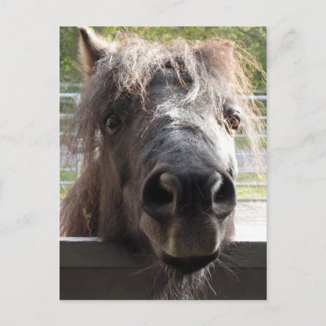 Miniature Pony Peering Over Fence Postcard (Front)