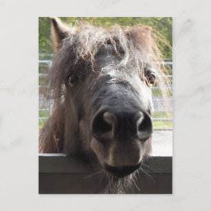 Miniature Pony Pony Ping Sur La Carte Postale Fenc