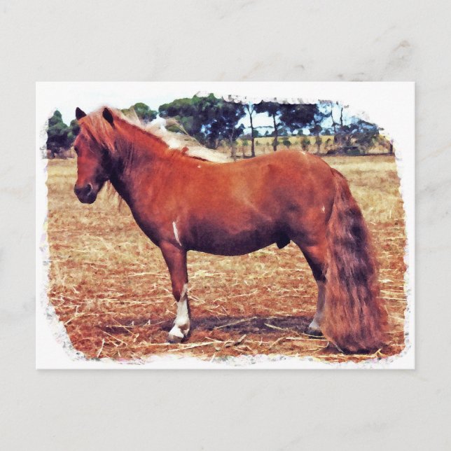 Miniature Pony Postcard (Front)